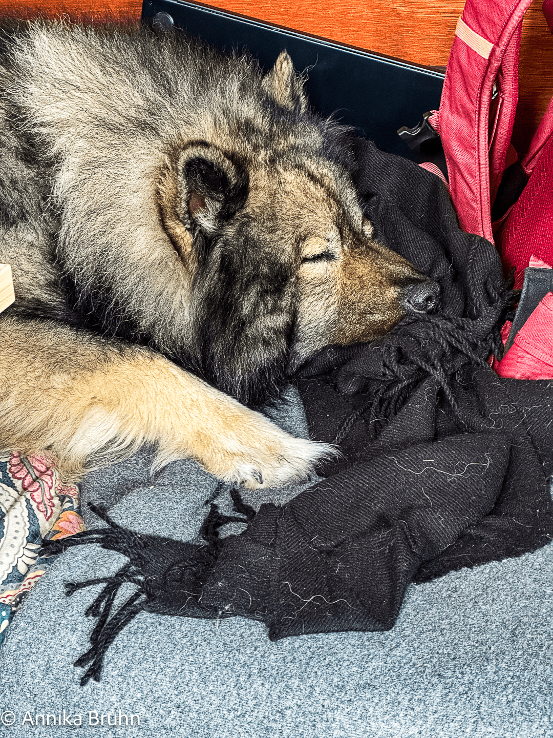 Q die kleine Schlafmütze